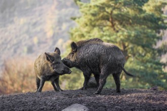 Two wild boar or wild pig (Sus scrofa) fight on an opening