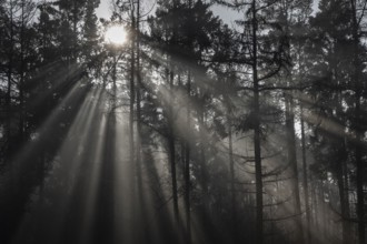 Rays of light in the forest, Emsland, Lower Saxony, Germany, Europe