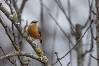 A nuthatch (Sitta europaea) sitting on a branch in a wintry environment, Ternitz, Lower Austria,