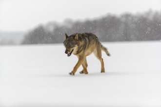 One male eurasian gray wolf (Canis lupus lupus) walking thru deep snow during snow fall. A forest