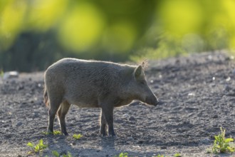 One wild boar or wild pig (Sus scrofa), standing on a meadow with little vegetation and a green
