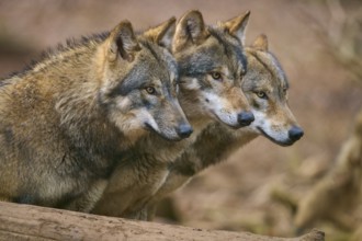 Wolf (Canis lupus), Three wolves looking attentively in the same direction in the forest, Germany,
