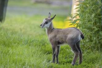 One young Chamois (Rupicapra rupicapra) standing on a fresh green meadow