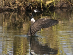 Canada Goose (Branta canadensis), adult bird on a lake, shaking its wings after preening itself,