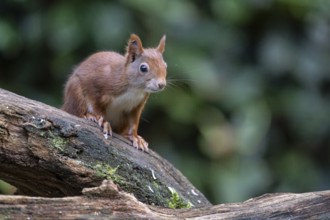 Squirrel (Sciurus vulgaris), Emsland, Lower Saxony, Germany, Europe