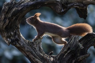 Squirrel (Sciurus vulgaris), Emsland, Lower Saxony, Germany, Europe