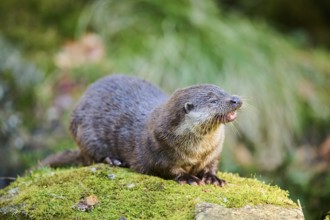 Eurasian otter (Lutra lutra) on a rock in the bavarian forest, Bavaria, Germany, Europe