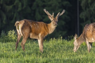 One male Altai maral, Altai wapiti or Altai elk (Cervus canadensis sibiricus) standing together