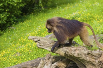 A male Gelada (Theropithecus gelada), or bleeding-heart monkey balancing on a log