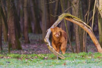 One Highland calf (Bos (primigenius) taurus) stands at a forest edge