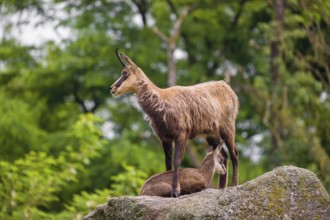An adult female chamois (Rupicapra rupicapra) and her cub stand on a rock. A green forest is in the