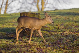 A male roe deer (Capreolus capreolus) runs across a meadow at sunrise
