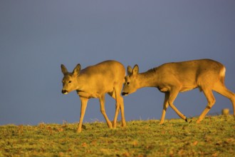 A female and a male roe deer (Capreolus capreolus) run across a meadow at sunrise