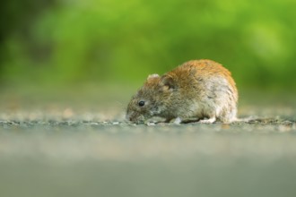 Common vole (Microtus arvalis) on the ground, Bavaria, Germany, Europe