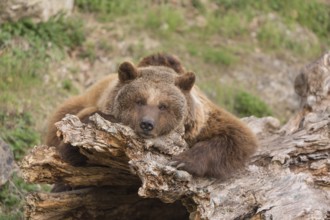 Eurasian brown bear (Ursus arctos arctos) resting on a log. Grass in the background