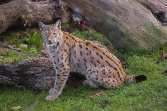 One young Eurasian lynx, (Lynx lynx), sits in front of a piece of a tree trunk lying on the ground