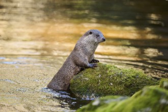 Eurasian otter (Lutra lutra) on the shore of a little lake in the bavarian forest, Bavaria,