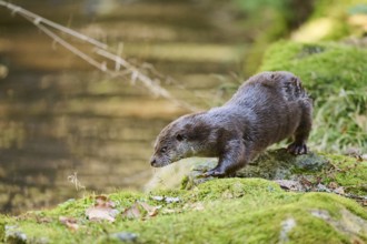 Eurasian otter (Lutra lutra) on a rock in the bavarian forest, Bavaria, Germany, Europe