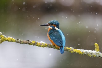 Kingfisher (Alcedo attis), adult male, perched on a branch, in the wintertime, surrounded by