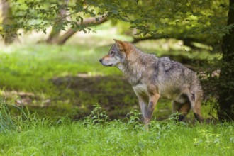 An adult male eurasian gray wolf (Canis lupus lupus) stands at the edge of the forest and watches