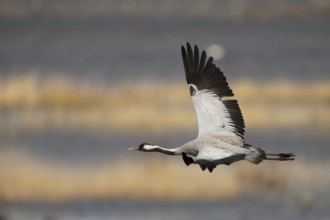 Common crane (Grus grus), Hornborga, Sweden, Europe