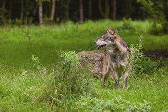 An adult male eurasian gray wolf (Canis lupus lupus) stands at the edge of the forest and watches