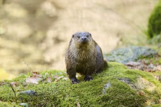 Eurasian otter (Lutra lutra) on a rock in the bavarian forest, Bavaria, Germany, Europe
