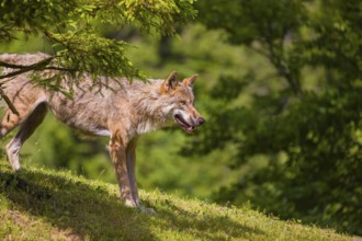 An adult male eurasian gray wolf (Canis lupus lupus) stands on a green meadow on hilly terrain,