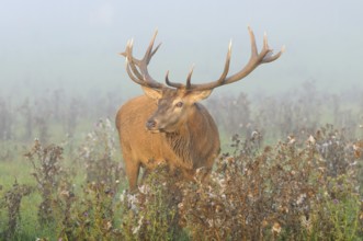 Stag with antlers standing between flowers in a misty meadow, red deer (Cervus elaphus), Bavaria