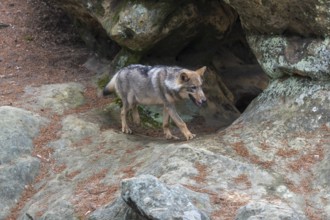 One young male eurasian gray wolf (Canis lupus lupus) standing in front of his rocky den in a