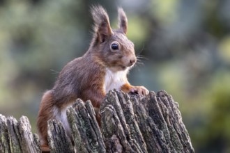 Squirrel (Sciurus vulgaris), Emsland, Lower Saxony, Germany, Europe