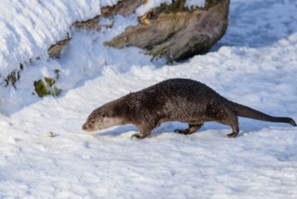 On a sunny day an otter (Lutra lutra) runs across the snow-covered frozen river