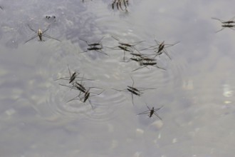 Water strider, September, Germany, Europe
