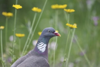 Common wood pigeon (Columba palumbus), portrait, bird, flowers, portrait of a pigeon with yellow
