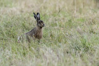 European hare (Lepus europaeus), Emsland, Lower Saxony, Germany, Europe