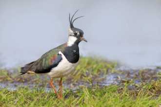 Northern lapwing (Vanellus vanellus), male in a wet meadow, Dümmer, lake, wildlife, snipe bird,