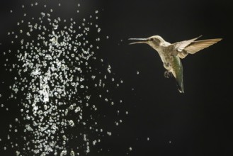 Hummingbird in flight