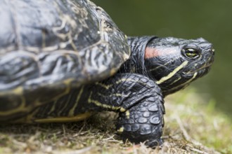 Red-eared slider (Trachemys scripta elegans), Emsland, Lower Saxony, Germany, Europe