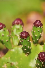 Indian fig opuntia (Opuntia ficus-indica) blossoms and fruits, ebro delta, Catalonia, Spain, Europe