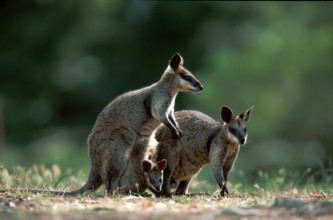 Whiptail Wallabies, pair with joey, Whiptail Wallabies, pair with young in pouch, Whiptail Wallaby