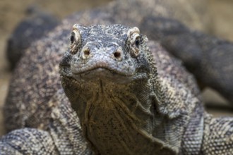 Komodo dragon, Komodo monitor (Varanus komodoensis), giant lizard native to the Indonesian islands