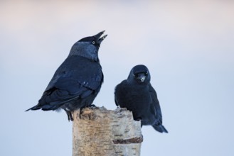 Western jackdaws (Corvus monedula), Germany, Europe