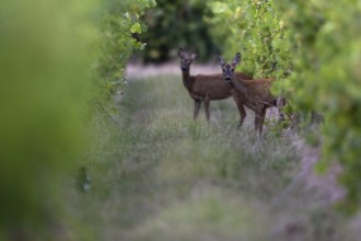 Fawns in summer, Wittlich, Rhineland-Palatinate, Germany, Europe
