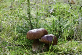Mushrooms in the forest, Autumn, Saxony, Germany, Europe