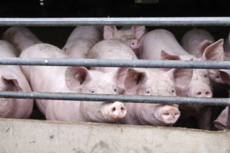 Domestic pig (Sus scrofa domesticus), pigsty, look, Germany, pigs in the stable on the farm, Europe
