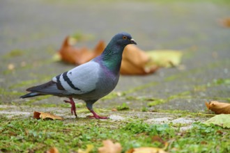 Domesticated city pigeon (Columba livia forma domestica), walking on the ground in a park,