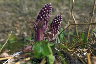 Flowers of the red butterbur (Petasites hybridus), Bavaria, Germany, Europe