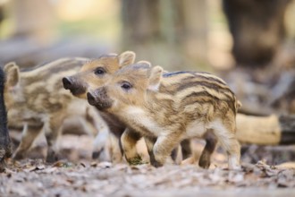 Wild boar (Sus scrofa) squeakers playing in a forest, Bavaria, Germany Europe