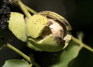 Ripe persian walnut (Juglans regia) appears from the opening shell, North Rhine-Westphalia,