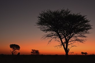 Marula tree at sunset, Namibia, Africa